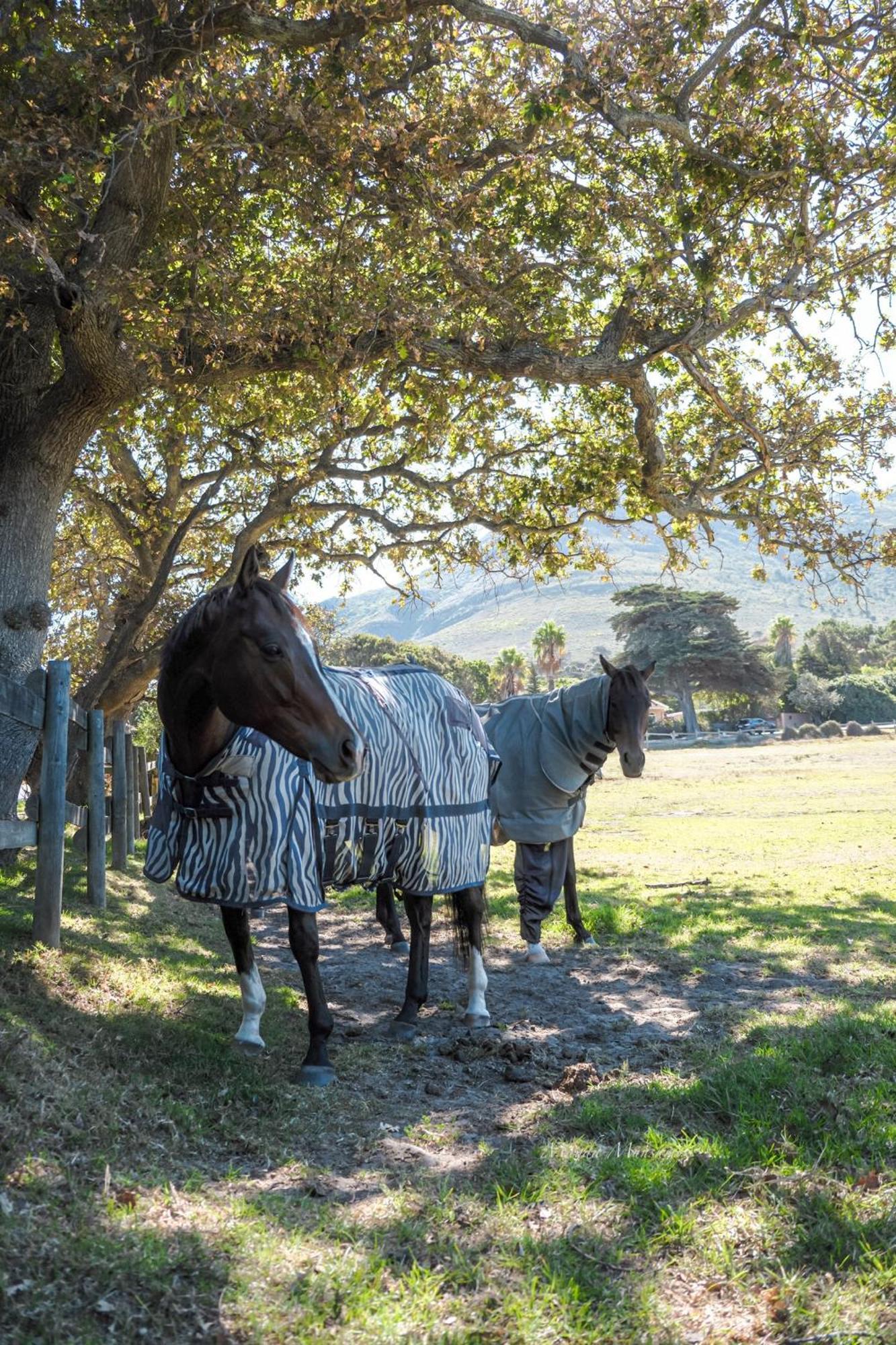 No2 Merlot Kaapstad Buitenkant foto
